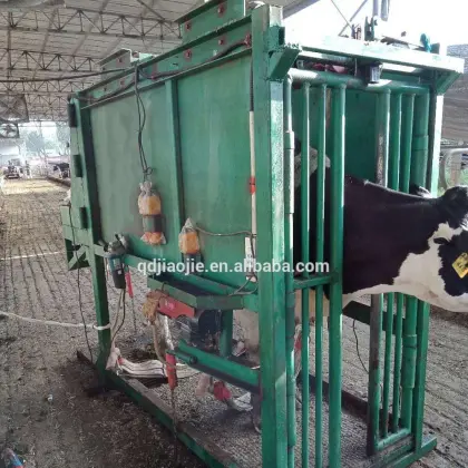 Steel Cattle Hoof Trimming Equipment for Livestock Farms - 800kg Capacity