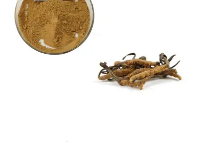 Cordycepin Cordyceps Sinensis Extract Powder
