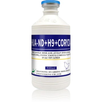 Vaccin inactivat ND AI H9 &amp; IC