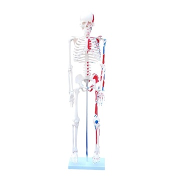 Darhmmy 85cm schoolonderwijs skeletmodel met geschilderde spieren