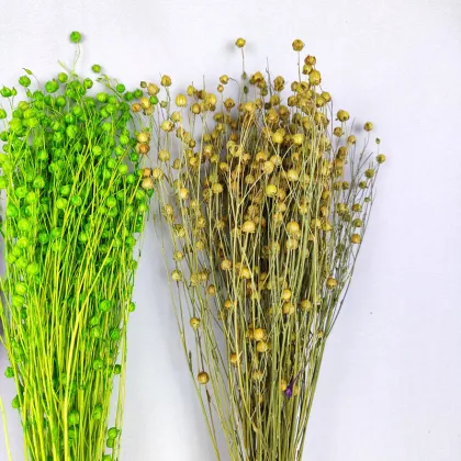 Dried Flowers and Botanicals: Acacia Beans, Hypericum Berries, and Natural Flax Bunch