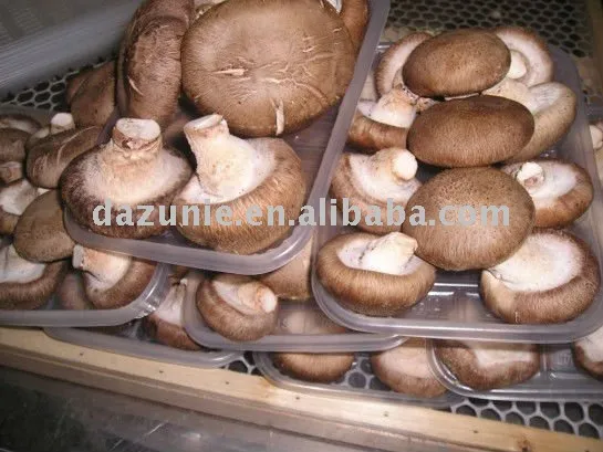 Smooth Cap Shiitake Mushroom