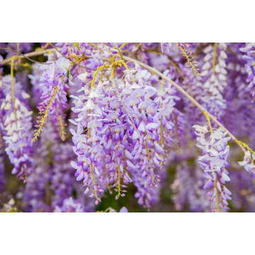 Pure Natural Wisteria Essential Oil