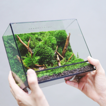 Every Love Wholesale Preserved Moss Terrarium Botanical Collection Box