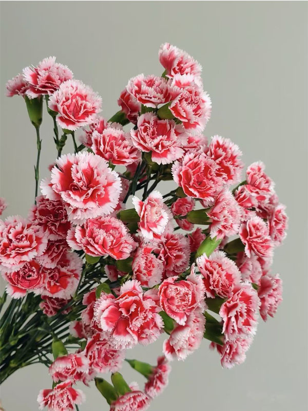 Spray carnation Scarlett3