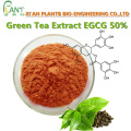 Natural antioxidant Green Tea Extract EGCG Powder