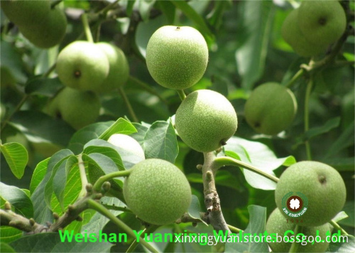 hot sale goods Walnut Kernels Light Pieces
