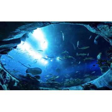 Túnel acrílico transparente grande y personalizado en el acuario oceánico