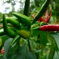 Dried sichuan red pepper