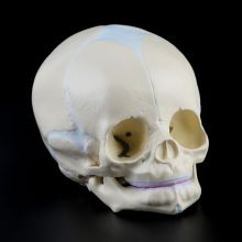 1: 1 Human Fetal Baby Infant Skull Anatomical Skeleton Model Teaching Supplies for medical Science X3UE