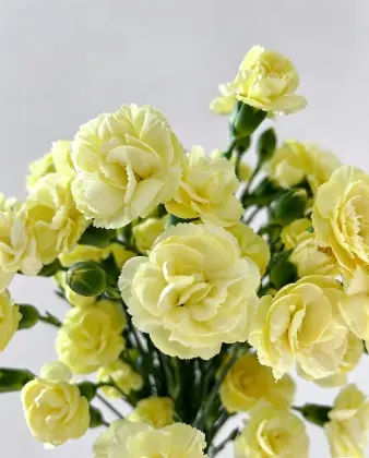 Spray carnation Imagination with Yellow