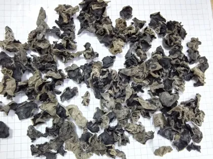 Dried black fungus mushroom black back (Agaric mushroom)