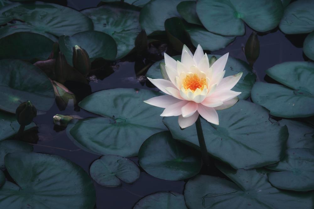 Lotus With Rain1