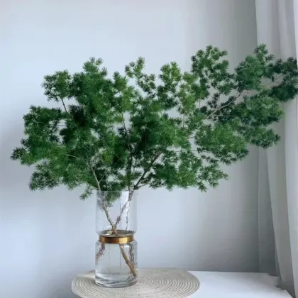 Yunnan Focusflower Wholesale Fresh Cut Flower Asparagus - Bunch of 5 Stems with Cold Chain Shipping