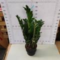 Zamioculcas zamiifolia 150# factory