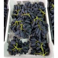 Uva sem sementes Purple Jade Heavenly Pearl