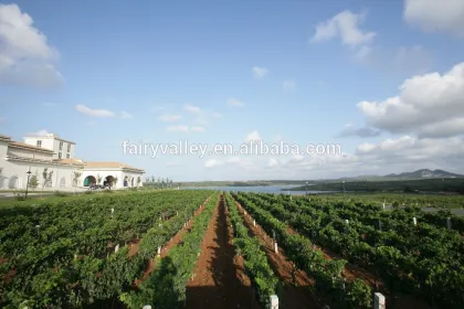 High Quality Newest Big Black Red Grape seeds for planting