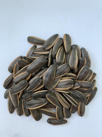 Pecan Flavour sunflower seeds
