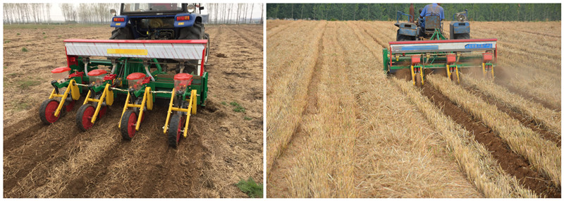 maize planter