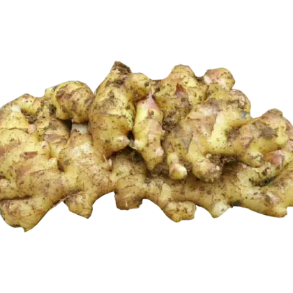 Chinese Famous Brand Ginger from Top Vendor