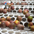 Máquina comercial de dimensionamento de frutas classificadora de maçã