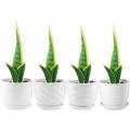 4.7 Inch Cylinder Ceramic Planters