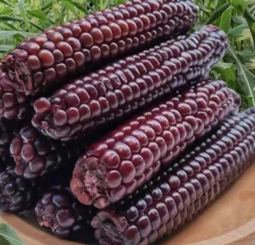 Sweet Crunchy Mini Thumb Corn