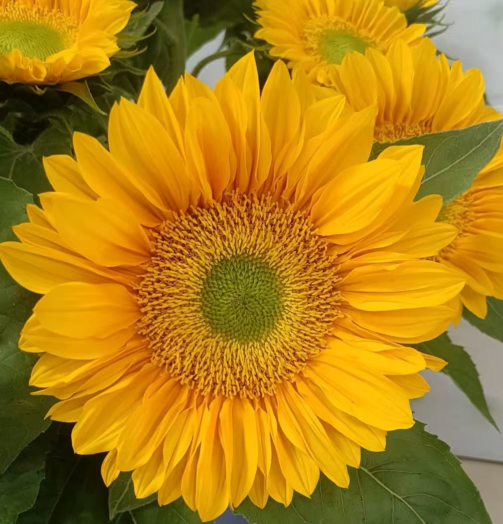 Green Center Sunflower