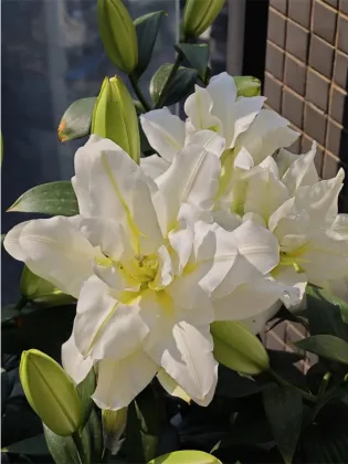 Blizzard double Oriental lily