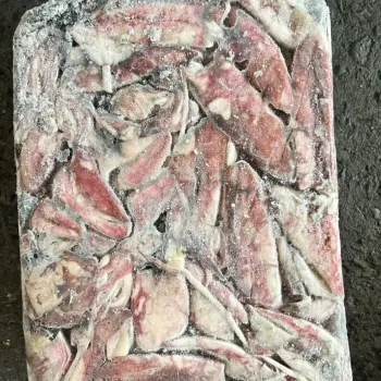 Frozen Loligo Squid Whole Round Supplier