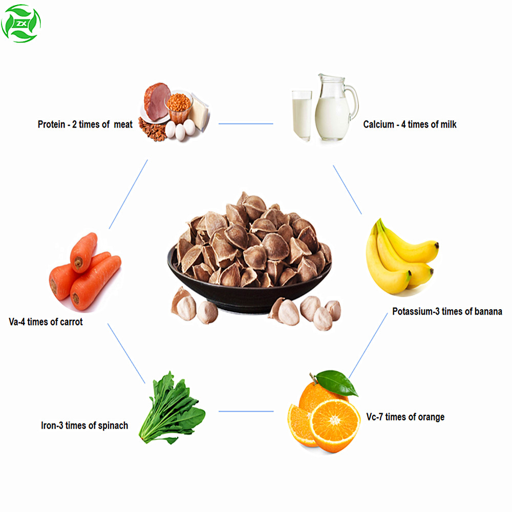 Moringa Oleifera Seed Oil Pembawa Minyak Kosmetik