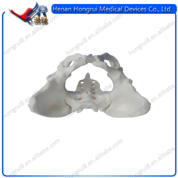 Advanced Human Pelvis Skeleton Model,Female Pelvis Anatomic Model