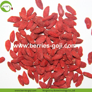 Usine de gros fruits secs Sun Dry Wolfberries