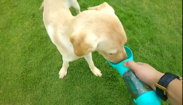 Portable Dog Water Bottle Food Wholesale