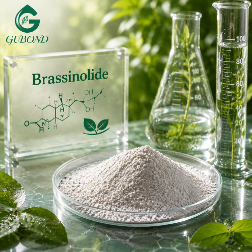 Regulador del crecimiento vegetal en polvo de brassinolida de alta pureza