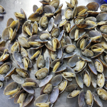 Live Frozen Short Necked Clams with Shell Seafood