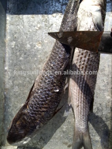 Frozen Grey Mullet W/R