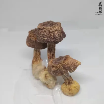 Factory Price Natural Organic Agaricus Blazei Dried Whole Mushrooms