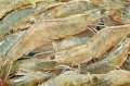 Γαρίδες HOSO Raw vannamei