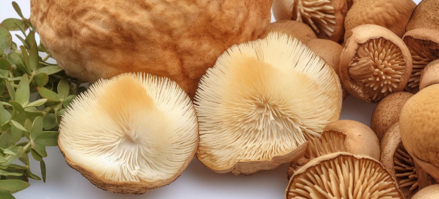 Ericium-cylindricum-extract