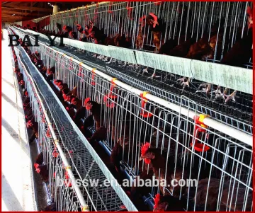 South africa best sale egg chicken cages design