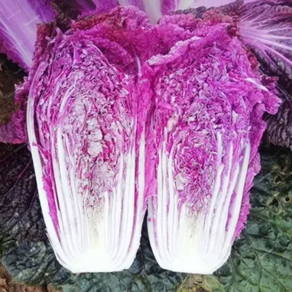 Korean Kimchi Vegetable Slicer: Half Cut Cabbage Harvester & Cabbage Cutting Machine