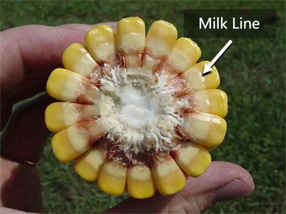maize milk line maize milk line