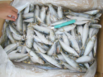 sardine varieties from China