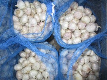 Loose Bag Normal white garlic of 10kg
