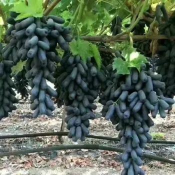 Purple Jade Heavenly Pearl Seedless Grape