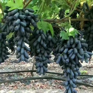 Uvas pretas sem sementes em formato de dedo