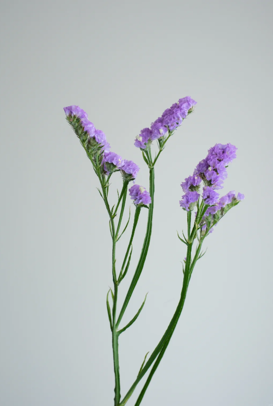Myosotis Alpestris