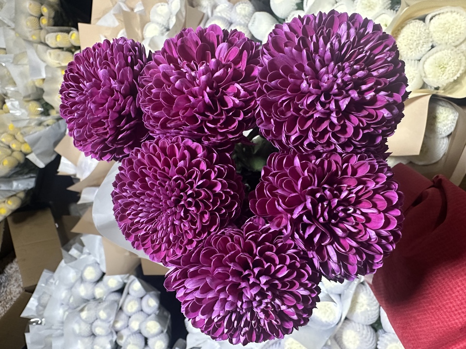 Purple Ping Pong Chrysanthemum
