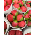Paeonia Lactiflora প্রবাল সূর্যাস্ত